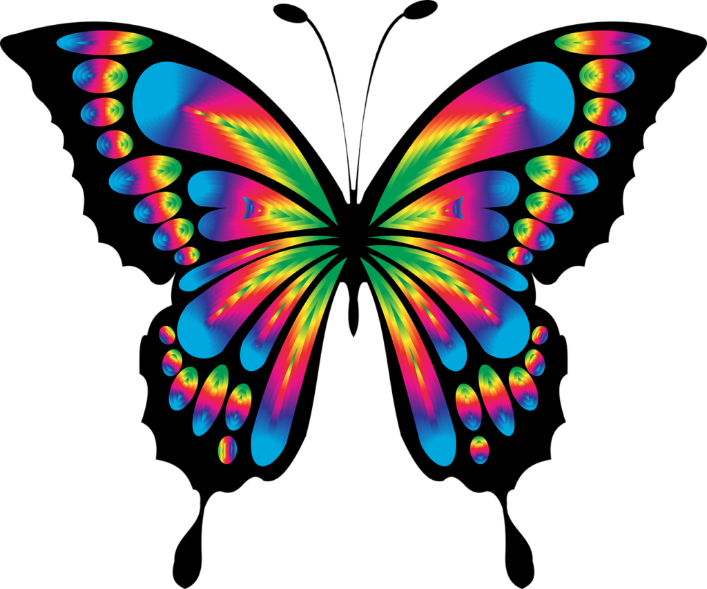 butterfly, insect, chromatic-1861446.jpg